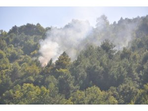 Sinop’ta şüpheli orman yangını