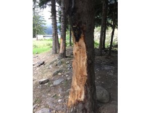 5 liralık çıra için 70 yıllık ağaçlara böyle zarar verdiler