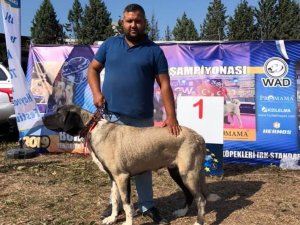 Kangal Malaklı Boz ırkı köpeği Türkiye ikincisi oldu