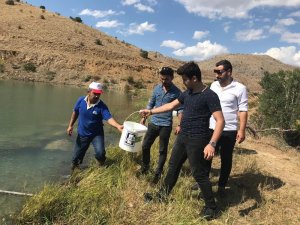 Erzincan’da balıklandırma çalışmaları sürüyor