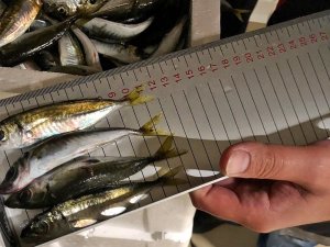 Gürpınar Su Ürünleri Hali’nde boy ölçülerine uymayan 6.5 ton balığa el konuldu