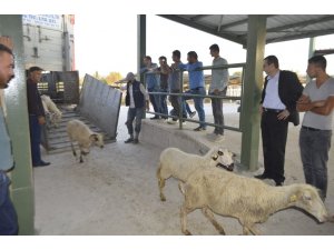 Genç çiftçilere 250 koyun hibe edildi