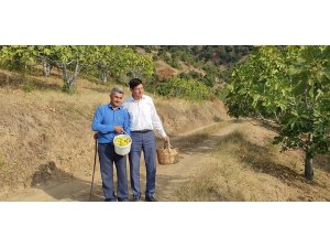 Başkan Özcan üreticiyle birlikte incir hasat etti