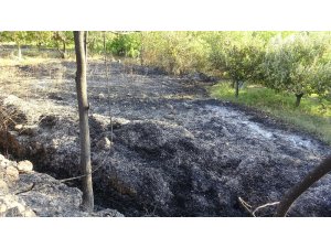 Otların temizlenmesi için yakılan ateş ceviz ve elma ağaçlarına zarar verdi