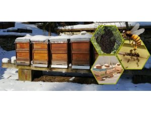 Bal hasadından hemen sonra arılara kış bakımı yapılmalı