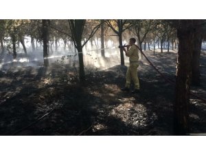 Çorlu’da 15 Temmuz Şehitler ve Demokrasi Ormanı’nda yangın
