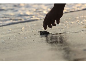 Caretta yavruları denize kavuşma yolculuğunda