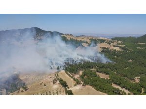 Aydın’da 2.5 hektar ormanlık alan yandı