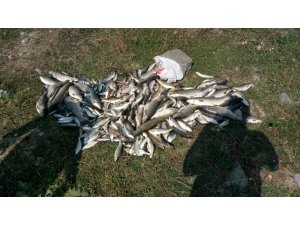 Sakarya’da toplu balık ölümleri korkuttu