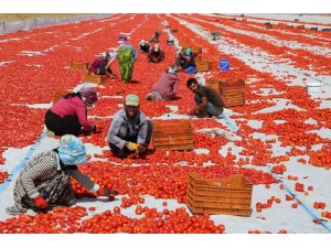 Tunceli’den Avrupa’ya kuru domates ihracatı