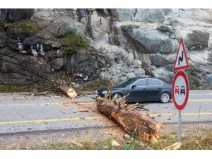 Zigana Dağı’nda yola düşen ağaç Gümüşhane-Trabzon karayolunu ulaşıma kapattı