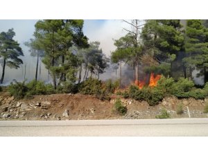 Bursa’da orman yangını...Çam ağaçları yanıyor