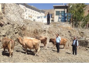 Hakkari’de başıboş büyükbaş hayvan sorunu