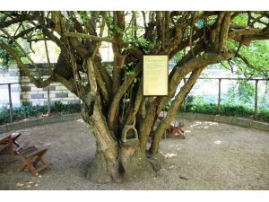 370 yıllık kızılcık ağacı yıllara meydan okuyor