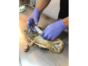 Avcı kurbanı Peçeli Baykuş’un ayakları alçıya alındı