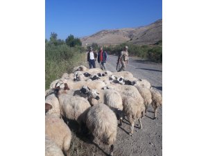 Kayıp koyunlar drone yardımıyla buldu