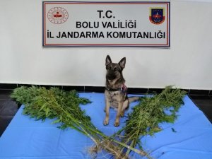 Bolu’da, kaçak silah ve uyuşturucu operasyonu: 3 gözaltı