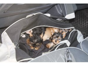 Kapıkule’de yolcunun çantasından 11 köpek yavrusu çıktı