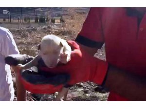 Kayalıklara sıkışan yavru köpek kurtarıldı