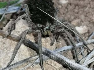 En tehlikeli 9 örümcek türünden biri Bilecik’te görüldü