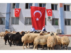 Mehmetçik için sınırda 50 kurban kesildi