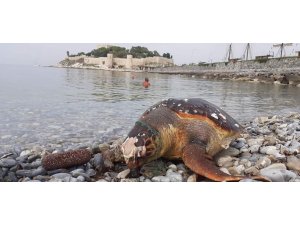 3 deniz kaplumbağası ölü olarak bulundu