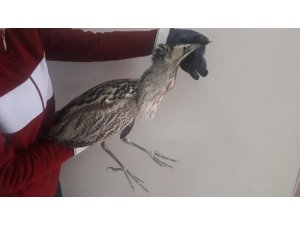 Kars’ta yaralı Balaban kuşu tedavi altına alındı