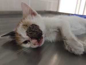 Yavru kedi hem ağaçtan kurtarıldı hem de tümörden