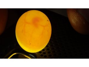 Muhabbet kuşu yumurtasında ilk kalp atışı görüntülendi
