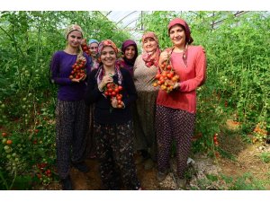 Antalya’da güz dönemi domates hasadı başladı