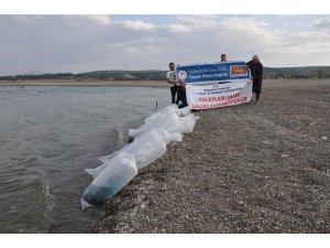 Porsuk Baraj Gölüne 3 bin yayın balığı yavrusu bırakıldı