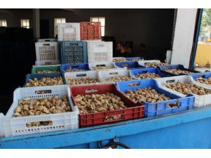 Üreticiler incirlerini TMO’ya satıyor