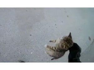 İstanbul’da sürücülerin yaralı kediyi kurtarma mücadelesi kamerada