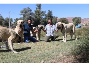 Anadolu aslanı Malaklı köpekleri sürüden çıkıp ticarete girdi