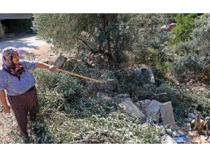 Antalya’da zeytin ağacı katliamı