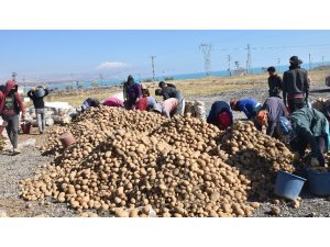 Türkiye’nin yüzde 17’lik patates tohumu ihtiyacını Ahlat karşılıyor