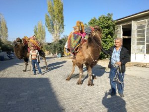Buldan’da develer güreşlere hazırlanıyor