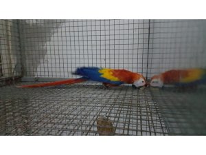 Zeytinburnu’nda "papağan" operasyonu: 2 gözaltı