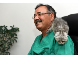 Yavru kedi cerrahi müdahale ile hayata tutundu