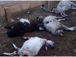 Kurtlar 30 koyun ve kuzuyu telef etti