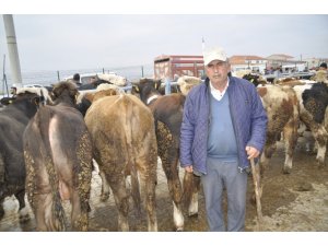 Afyonkarahisar’da büyükbaş hayvan üreticileri yem fiyatlarından dertli