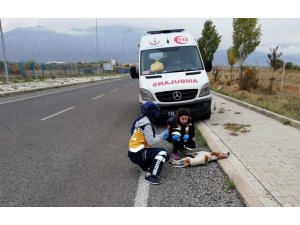Konya’da 112 çalışanları ’Paşa’ için gözyaşı döktü