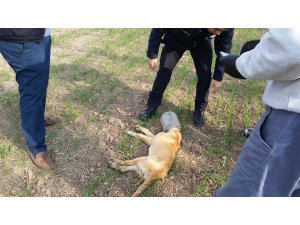Kafası bidona sıkışan köpeği belediye ekipleri kurtardı