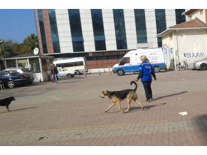 Hayvanseverlerden Erdek Belediyesine tepki