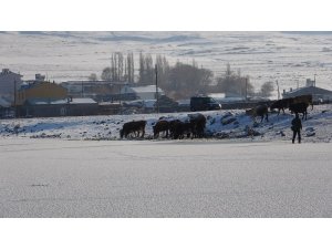 Ardahan’da Aktaş Gölü dondu