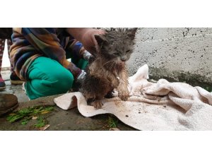 Yağmur suyu kanalına sıkışan yavru kediyi itfaiye kurtardı