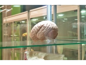 Beyin implantları hafızayı yüzde 20 arttırıyor
