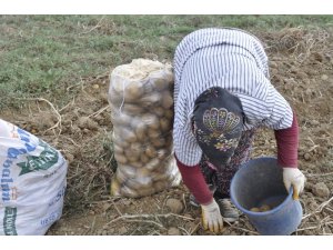 Afyonkarahisar patates üretiminde 3. il