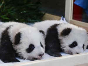 Berlin'de dünyaya gelen pandalara isimleri verildi