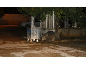Adana’da aç kalan yaban domuzu şehre indi